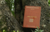 Bóng của cây sồi