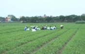 Chuyển động nông thôn ( 10/06/2019 )