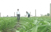 Nhịp cầu nhà nông  30/5/2025