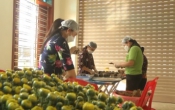 Sở hữu trí tuệ & Đổi mới sáng tạo  14/5/2025