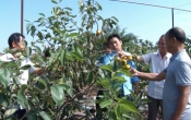 Thời tiết nông vụ  06/01/2025