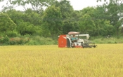 Vàng trong đất  25/6/2025