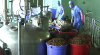 Hiện nay toàn tỉnh có 4 địa chỉ sản xuất thuốc đạt tiêu chuẩn “Thực hành tốt sản xuất thuốc” theo khuyến cáo của Tổ chức Y tế thế giới.