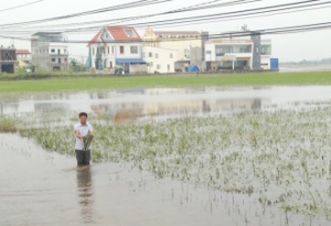 Các địa phương triển khai khắc phục hậu quả sau bão, phục hồi sản xuất