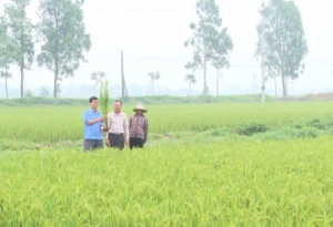 Chăm sóc bảo vệ lúa xuân