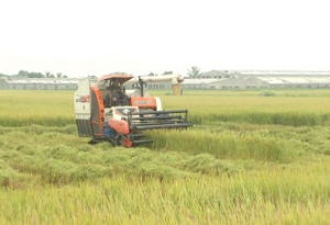 Thu hoạch lúa mùa
