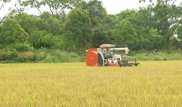 Vàng trong đất  25/6/2025